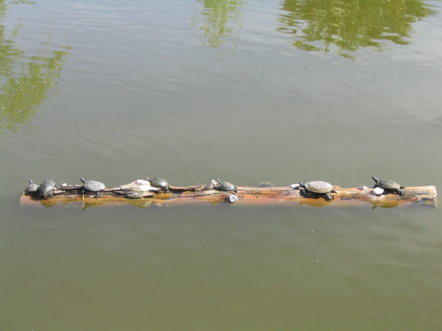 618x457 pixels (111K)